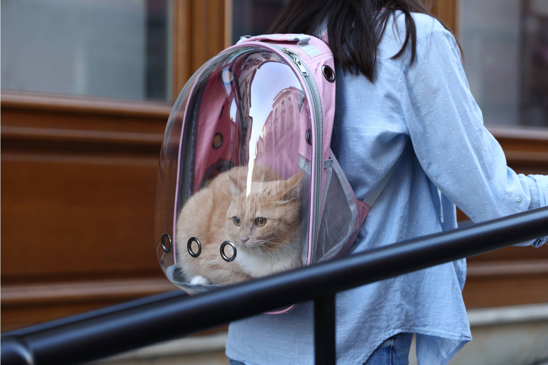 cat backpack carrier fi